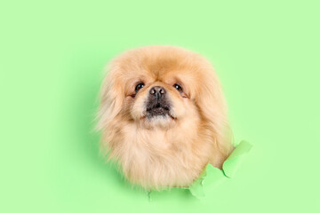 Cute fluffy dog looking out of hole in torn green paper