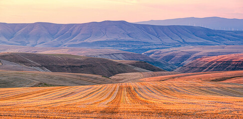 Fallow wheat field near the Deschutes River Canyon in Wasco, County, Oregon, glowing in the late afternoon light  