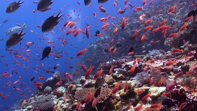 Shoal of brightly colored fish among underwater colorful corals is charming. Sight of school of vibrant fish amidst colorful coral formations in pristine, clear water is truly enchanting.