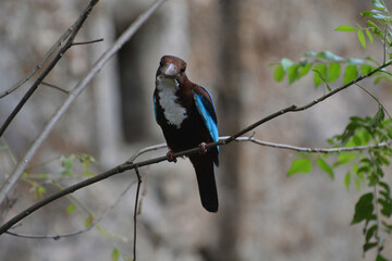 kingfisher on branch