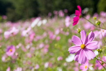 とよのコスモスの里のコスモス