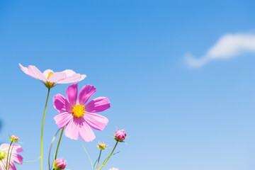 とよのコスモスの里のコスモス