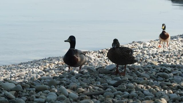 Noisy quacking playful happy ducks along the lakeshore | Lake Ontario, Burlington, Ontario, Canada