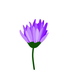 blue yellow pink purple  orange flower on white background for decorate wallpaper and background