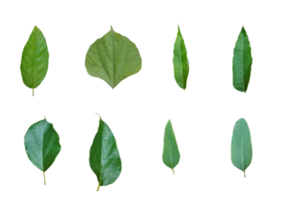 Different  green leaves isolated on white