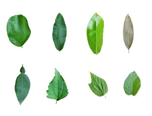 Set of Tropical leaves isolated on white background. Beautiful tropical exotic foliage