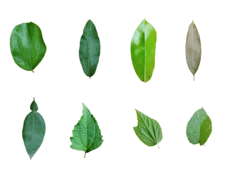 Set of Tropical leaves isolated on white background. Beautiful tropical exotic foliage