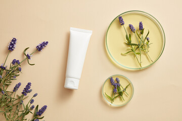 Fototapeta na wymiar Unlabeled white tube arranged with glass petri dishes of lavender with essential oil. Blank label for product mockup of Lavender (Lavandula) extract