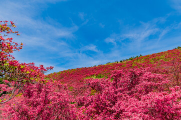 葛城山 つつじ