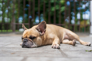 Sad dog lying on the concrete floor on sunny day.