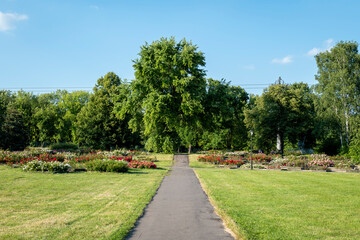 Silesian Park is one of the largest downtown parks in Europe. Rose garden on a summer afternoon. Chorzow, Poland