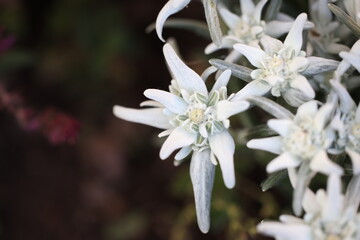 white edelweiss close-up in garden