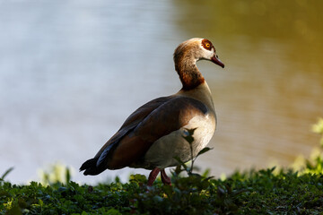 Egyprian goose on a grass field near to the lake