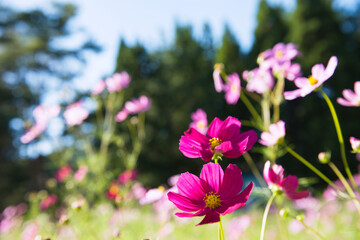 Fototapeta premium とよのコスモスの里のコスモス