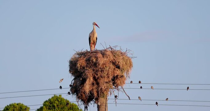 White stork family, Ciconia ciconia, in nest. Adult storks feeding little chicks 4K video