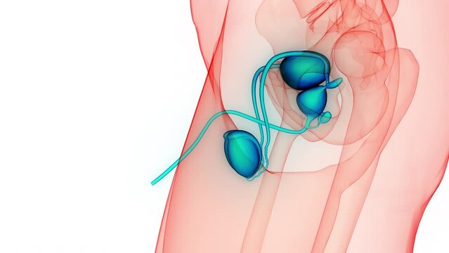 Male Reproductive System Anatomy Animation Concept