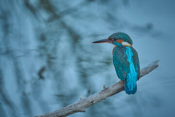 The kingfisher in the delta Ebro river, Spain