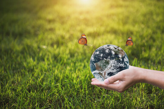Environment day and earth day concept. Hands holding earth globe with butterfly flying over the world. Demonstrates care and save for the world. Elements of this image furnished by NASA. - Powered by Adobe