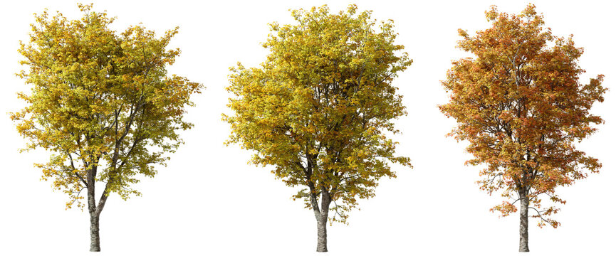 Vibrant autumn trees yellow and orange leaves cut out backgrounds 3d render png