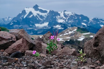 Fireweed wildflowers on rocks by snowcapped mountain. Summer in Colorado. USA