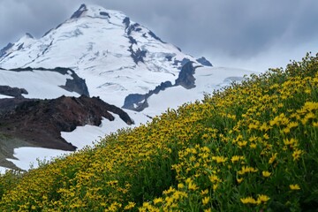 Alpine meadows with flowers by glacier volcano in summer. Mount Baker. Washington State. USA