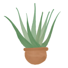 aloe vera in a pot