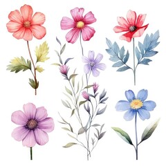 Fototapeta na wymiar Watercolor flowers. Set Watercolor of multicolored colorful soft flowers. Flowers are isolated on a white background. Flowers pastel colors.