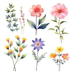 Fototapeta na wymiar Watercolor flowers. Set Watercolor of multicolored colorful soft flowers. Flowers are isolated on a white background. Flowers pastel colors. 