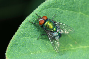 green fly on a leaf 