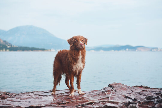 Wet dog on a stone against the background of the sea and mountains. Nova Scotia duck tolling retriever in nature - Powered by Adobe