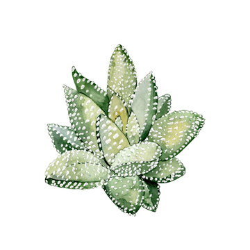 watercolor succulent plant with white dots clip art preview