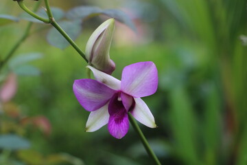 Orchid in garden