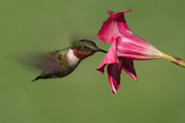 A Ruby-throated Hummingbird Gathering Nectar from a Mandevilla Flower