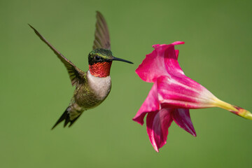 A Ruby-throated Hummingbird Gathering Nectar from a Mandevilla Flower © Cavan