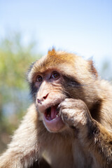 Close up of Barbary Ape eating, Gibraltar