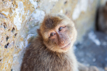Close up of cute Monkey in Gibraltar