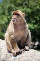 Close up of Barbary macaque in Gibraltar