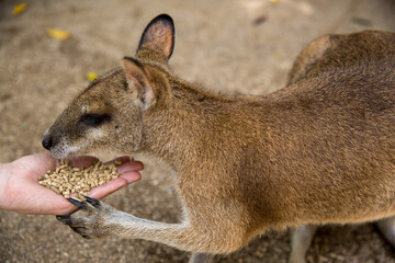 Hand feeding the Wallabies in Australia