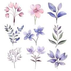Watercolor flowers. Set Watercolor of multicolored colorful soft flowers. Flowers are isolated on a white background. Flowers pastel colors