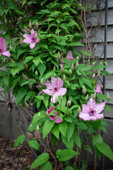 Pink and green climbing clematis plant