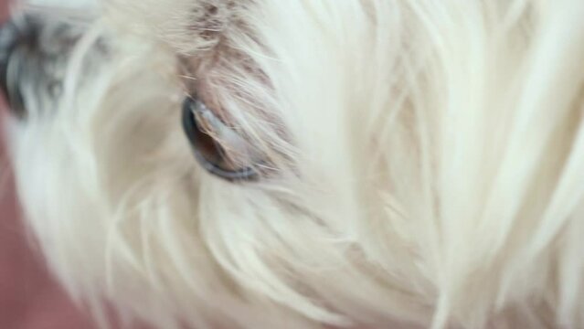 White fluffy Maltese dog lick itself with a tongue close up