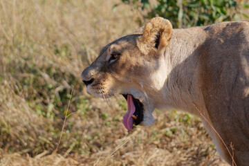 Portrait of a roaring lioness in Hwange National Park, Zimbabwe