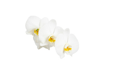 White orchid flowers isolated on white background,