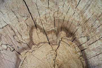 drying wood log, tree section with cracks and fungi marks