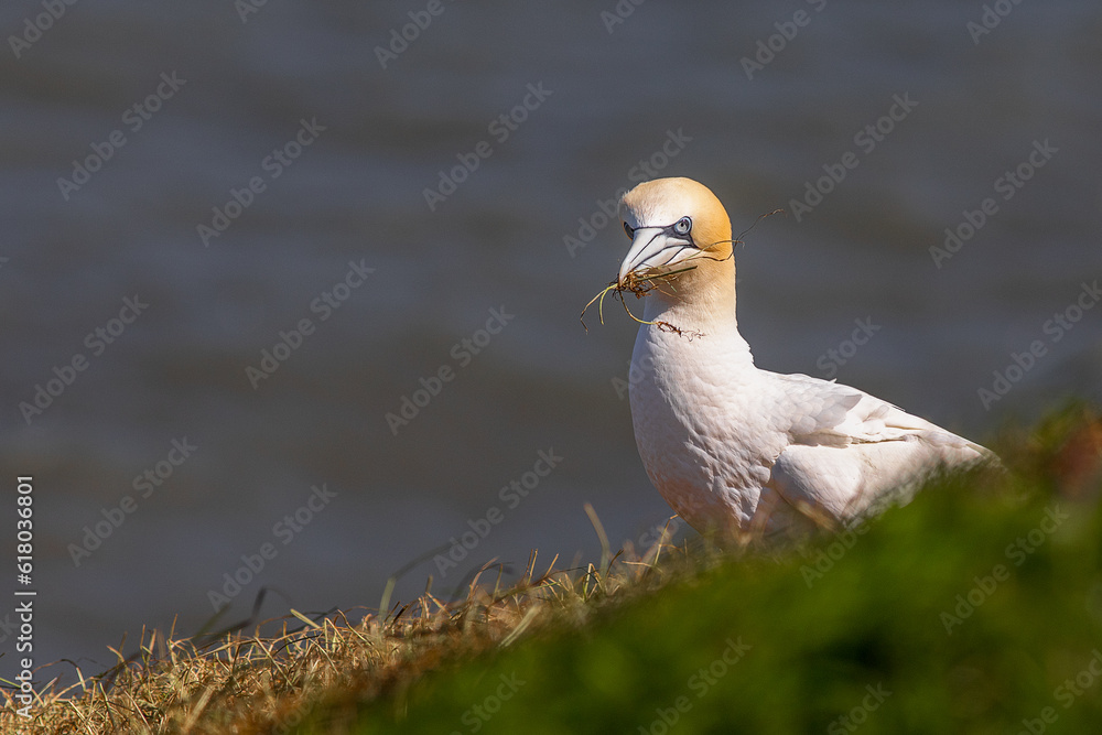 Poster a close up portrait of a northern gannet, morus bassanus, as it is sits on the cliff tops as it coll