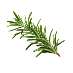 Fototapeta premium rosemary on white