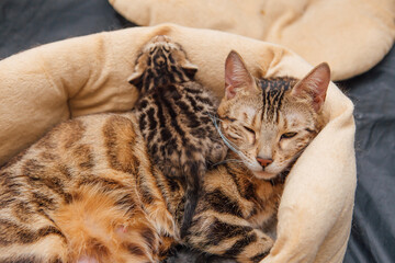 Adorable golden bengal mother-cat laying with her little kittens on the pillow. Top view.