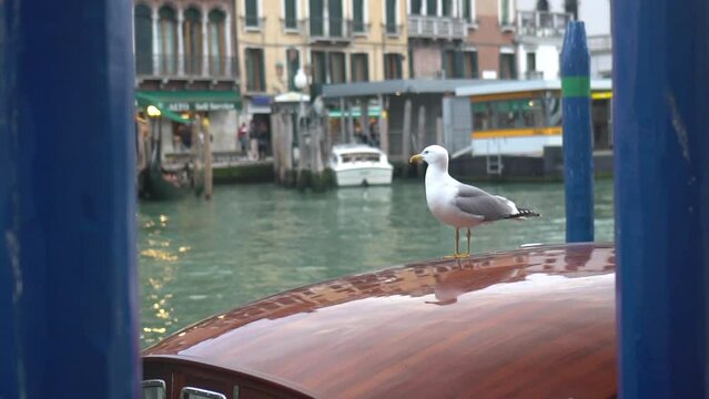 A bird rests on the roof of a boat at a blue and green dock in Venice. Grand Canal. Slow-motion image.
