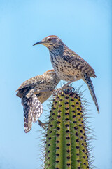 Cactus wren (Campylorhynchus brunneicapillus) nesting and perching on cactus in Baja California Sur, Mexico