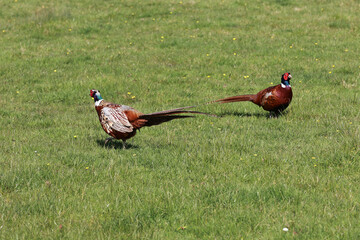 Two beautiful pheasants on the green grass.